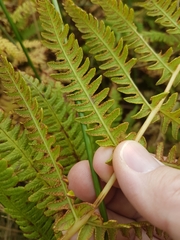 Oreopteris limbosperma