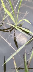 Pomacea canaliculata