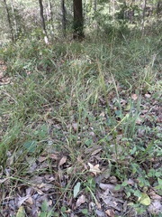 Chasmanthium sessiliflorum