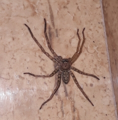 Heteropoda venatoria