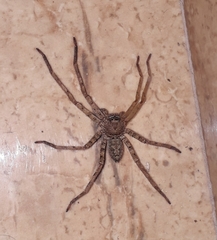 Heteropoda venatoria