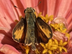 Hylephila phyleus