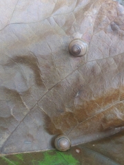 Ventridens ligera