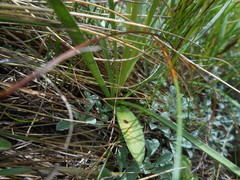 Gymnadenia