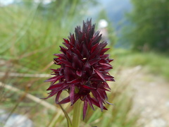 Gymnadenia