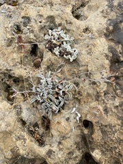 Pentanema verbascifolium