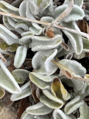 Pentanema verbascifolium