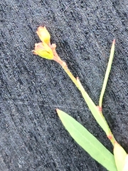 Galphimia angustifolia