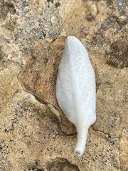 Pentanema verbascifolium