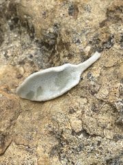 Pentanema verbascifolium