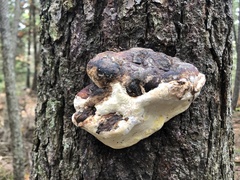 Fomitopsis ochracea