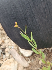 Galphimia angustifolia