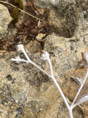 Pentanema verbascifolium