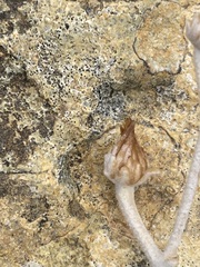 Pentanema verbascifolium