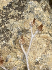 Pentanema verbascifolium