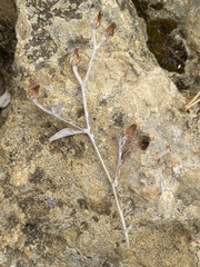 Pentanema verbascifolium
