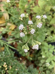Stevia rebaudiana
