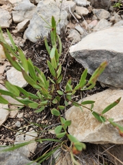 Galphimia angustifolia