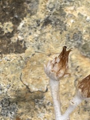 Pentanema verbascifolium