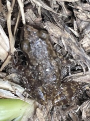 Eleutherodactylus campi