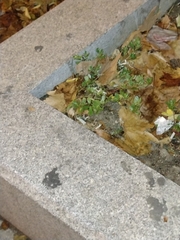 Portulaca oleracea