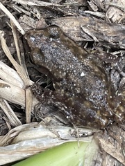 Eleutherodactylus campi
