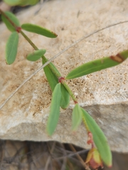 Galphimia angustifolia