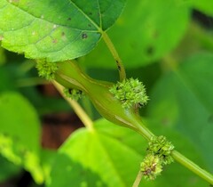 Neolasioptera boehmeriae