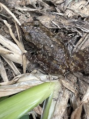 Eleutherodactylus campi