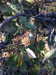 Quercus ithaburensis