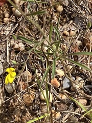 Croptilon divaricatum