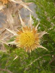 Carlina corymbosa