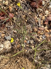 Croptilon divaricatum