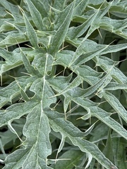 Cynara cardunculus