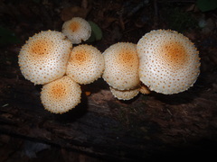 Pholiota squarrosoides image