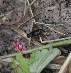 Eunemobius carolinus