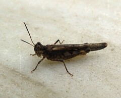 Acrotylus