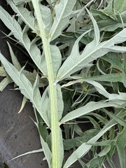 Cynara cardunculus