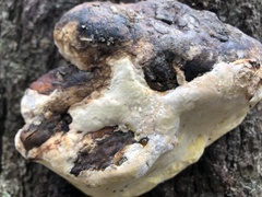 Fomitopsis ochracea
