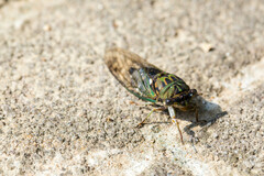 Neotibicen pruinosus