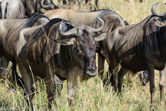 Connochaetes taurinus mearnsi