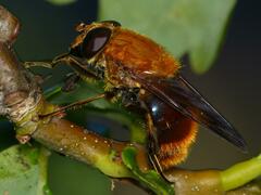 Aneriophora aureorufa