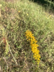 Solidago virgata