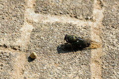 Neotibicen pruinosus