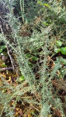 Ulex europaeus