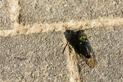 Neotibicen pruinosus