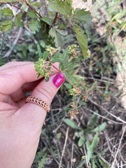 Euphorbia nutans