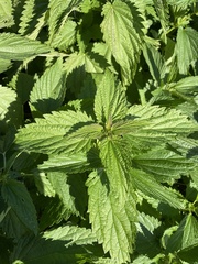 Urtica