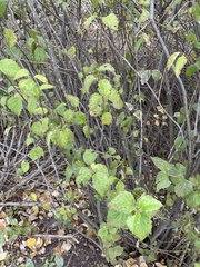 Viburnum recognitum
