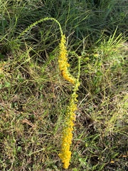Solidago virgata